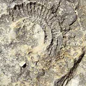 Week-end tra Rocce, Fossili e Minerali