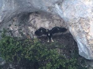 Aquila reale prove di volo