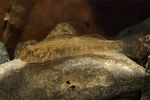 Padogobius bonelli Padogobius bonelli