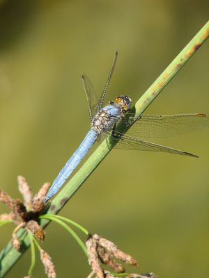 Orthetrum brunneum Pesaro Muraglia 270807 11