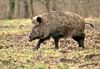 cinghiale cinghiale