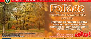 2024 11 10 FURLOFAMILY Foliage