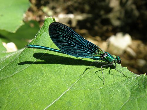 libellula