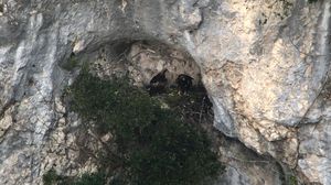 La coppia di Aquile reali nel nido sul Monte Paganuccio